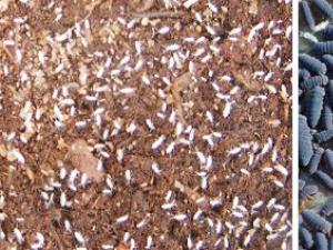 Подуры или ногохвостки: фото вредителя комнатных растений и методы борьбы с крошечными насекомыми