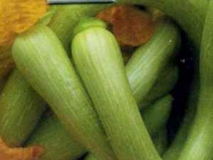 Сорт мускатной тыквы “Тромбон”(тромбочино) выращивание для озеленения и кухни