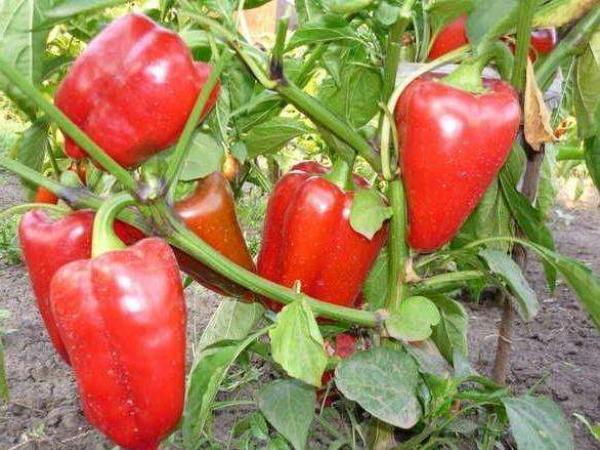 Чем подкормить рассаду помидоров и перца в домашних условиях, важные тонкости выращивания саженцев, повышаем урожайность рассады Подкормка для рассады томатов и перцев луковой